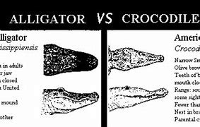 Image result for Alligator vs Crocodile Fight