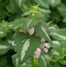 Image result for Lamium maculatum Shell Pink