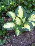 Image result for Hosta Popcorn