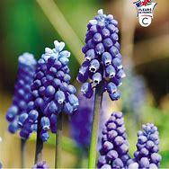 Image result for Muscari armeniacum Manon