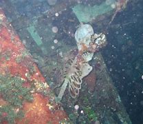 Image result for Skeletons in Shipwrecks