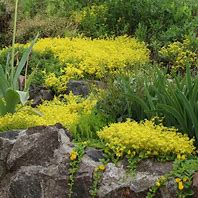 Image result for Sedum acre