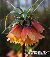 Image result for Fritillaria Early Dream