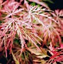 Acer palmatum Orangeola に対する画像結果