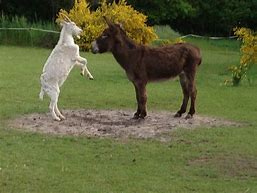 Image result for Donkey Goat Pinache Filigreen Farm
