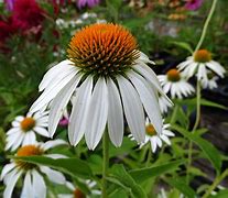 Image result for Echinacea purp. White Swan