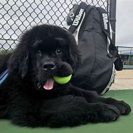 Image result for Biggest Dog Ever Newfoundland