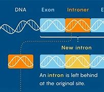 Image result for Intron-Exon
