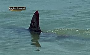 Image result for Shark Attacks Rockaway Beach