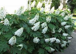 Image result for Hydrangea quercifolia Ice Crystal (r)