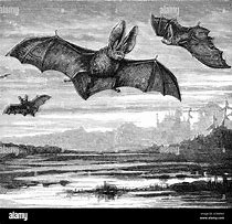 Image result for Vintage Bat Drawing