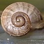 Image result for Palea Trionychidae