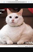 Image result for Floating Fat Cat Meme