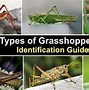 Image result for "grasshopper"
