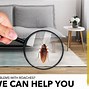Image result for Cydia Pro Insecticide