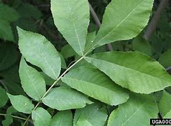 Image result for High Guardian Spice Hickory