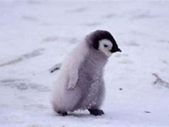 Image result for 赤ちゃんペンギン