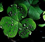 Image result for Irish Clover