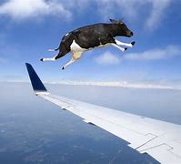 Image result for Funny Flying Animals