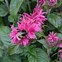 Image result for Monarda Cranberry Lace