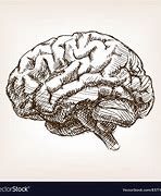 Image result for Brain 2D Sketch
