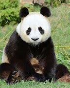 Image result for Panda Whole Body