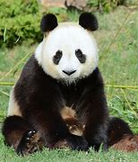 Image result for Panda Whole Body