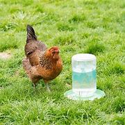 Image result for Electrolyte Water for Chickens