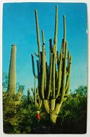 Image result for Arizona Cactus Caves