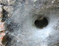 Image result for Funnel Web Spider Nest
