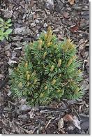 Image result for Pinus aristata Silver Dad