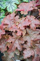 Image result for Heucherella Red Rover