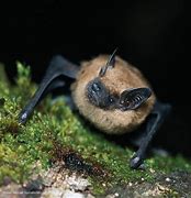 Image result for Bat Echolocation