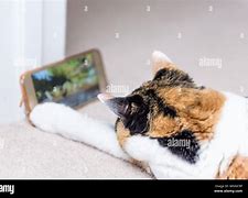 Image result for Animals Using Phone