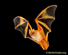 Image result for Pics Scarlet Painted Bat