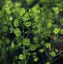 Image result for Euphorbia amygdaloides var. robbiae