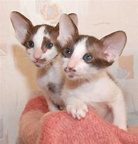 Image result for Bicolor Cat Cute