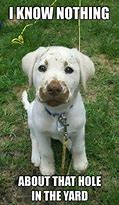 Image result for Funny Lab Dog Memes