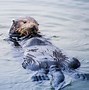 Image result for Sea Otter Endangered
