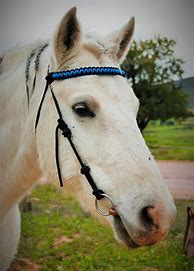 Image result for Rope Bridle