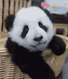 Image result for Panda Emoji Discord GIF