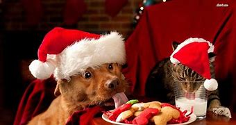 Image result for Happy Holidays Animals