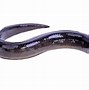 Image result for fresh water eels