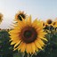 Image result for Sunflower Lock Screen Computer Whith Anime Kids Cutetest