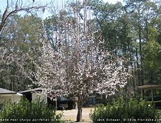 Image result for Pyrus pyrifolia