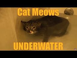 Image result for Underwater Cat Meme