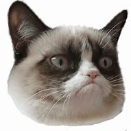 Image result for Cute Animal Memes Grumpy Cat