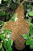 Image result for Bee Swarm Meme Bee