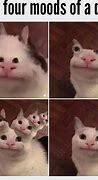 Image result for Funny Dank Cat Memes