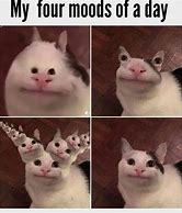 Image result for Animal Cat Memes